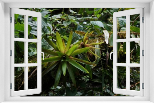 Fototapeta Naklejka Na Ścianę Okno 3D - Dense tropical rainforest vegetation detail up close