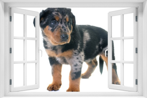 Fototapeta Naklejka Na Ścianę Okno 3D - puppy beauceron in studio