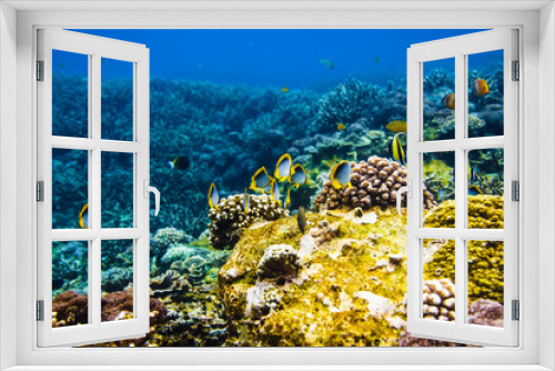 Fototapeta Naklejka Na Ścianę Okno 3D - Bright fishes and coral reef in tropical ocean.