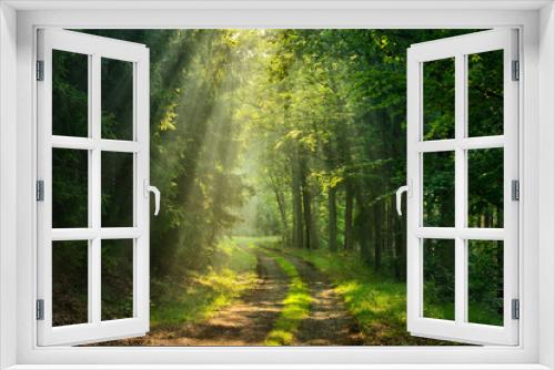 Fototapeta Naklejka Na Ścianę Okno 3D - Wanderweg durch grünen Wald, Sonnenstrahlen durch Morgennebel