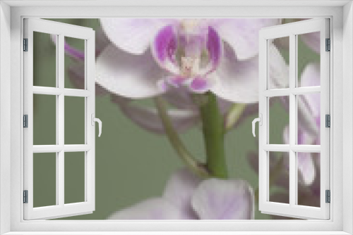 Fototapeta Naklejka Na Ścianę Okno 3D - Phalaenopsis orchid flowers (butterfly orchid)
