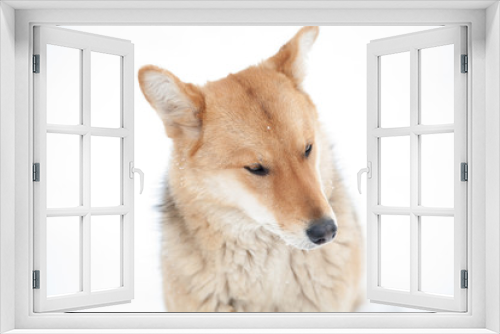 Fototapeta Naklejka Na Ścianę Okno 3D - sad dog look in winter not against white background