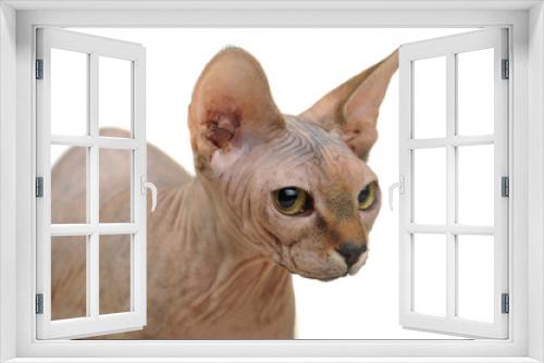 Fototapeta Naklejka Na Ścianę Okno 3D - bald cat