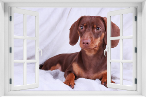Fototapeta Naklejka Na Ścianę Okno 3D - Small cute chocolate dachshund dog on a white background