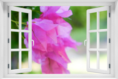 Fototapeta Naklejka Na Ścianę Okno 3D - Tropical blooming flowers, closeup