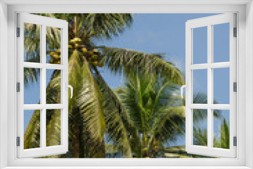 Fototapeta Naklejka Na Ścianę Okno 3D - Coconut Tree In Sunlight.