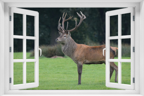 Fototapeta Naklejka Na Ścianę Okno 3D - A full length side portrait of a red deer stag standing proudly and majestic