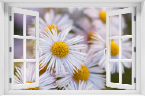 Fototapeta Naklejka Na Ścianę Okno 3D - chamomile