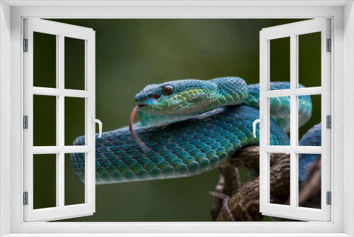 Fototapeta Naklejka Na Ścianę Okno 3D - Blue pit viper