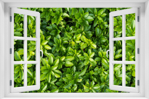 Fototapeta Naklejka Na Ścianę Okno 3D - green leaves texture background