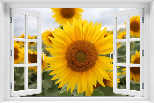 Fototapeta Naklejka Na Ścianę Okno 3D - yellow sunflower field in warm evening sun light