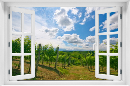 Fototapeta Naklejka Na Ścianę Okno 3D - Vineyards in spring