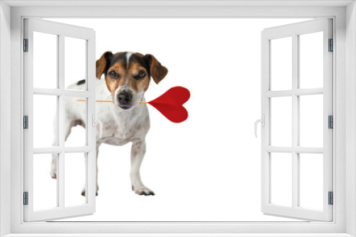 Fototapeta Naklejka Na Ścianę Okno 3D - Romantic Dog - Tricolor cute little puppy dog wearing red heart in muzzle or mouth