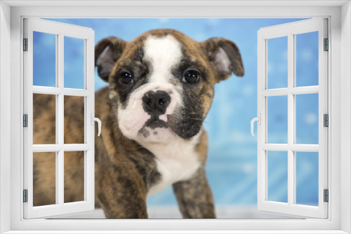 Fototapeta Naklejka Na Ścianę Okno 3D - English Bulldog with snowflake background