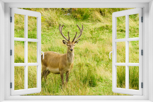 Fototapeta Naklejka Na Ścianę Okno 3D - Red Deer stag