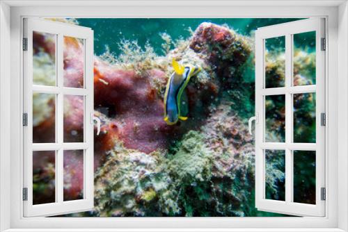 Fototapeta Naklejka Na Ścianę Okno 3D - Colorful sea animals Nudibranch