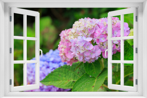 Fototapeta Naklejka Na Ścianę Okno 3D - Hydrangea flowers in garden