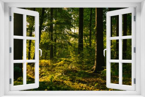 Fototapeta Naklejka Na Ścianę Okno 3D - Mischwald