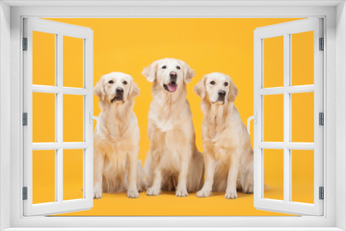 Fototapeta Naklejka Na Ścianę Okno 3D - Three Labrador Retriever dogs isolated against a yellow background