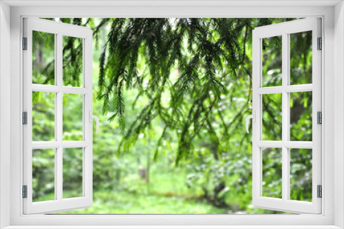 Fototapeta Naklejka Na Ścianę Okno 3D - Young fir branches on a green background, soft focus