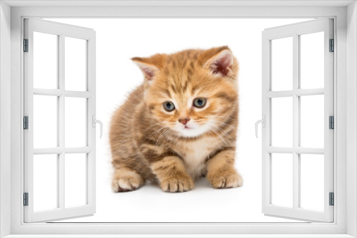 Fototapeta Naklejka Na Ścianę Okno 3D - Small striped kitten breed British marble