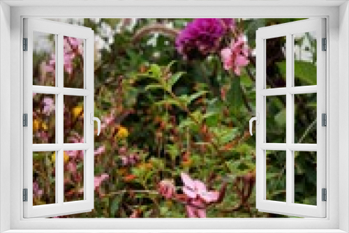 Fototapeta Naklejka Na Ścianę Okno 3D - Blumen