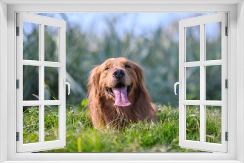 Fototapeta Naklejka Na Ścianę Okno 3D - Golden retriever playing on the grass