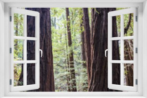 Fototapeta Naklejka Na Ścianę Okno 3D - Muir Woods Redwoods Forest - Starburst, San Francisco, SF, California, CA, USA