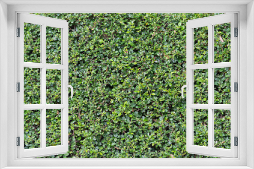 Fototapeta Naklejka Na Ścianę Okno 3D - green bush background for design material