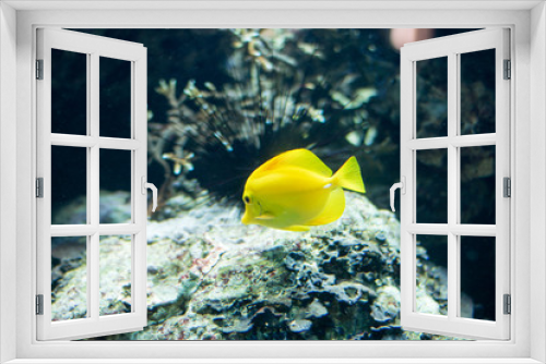 Fototapeta Naklejka Na Ścianę Okno 3D - Der kleine gelbe Fisch