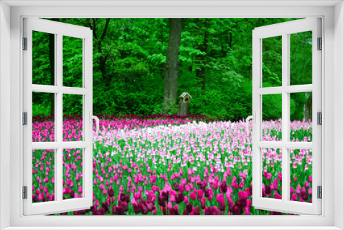 Fototapeta Naklejka Na Ścianę Okno 3D - many tulips planted by color in an old Park on a background of forest