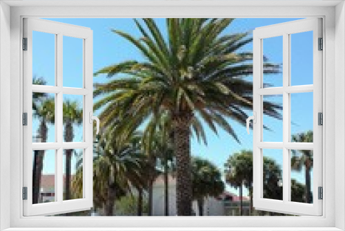 Fototapeta Naklejka Na Ścianę Okno 3D - Palm trees in St. Augustine city, Florida 
