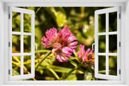 Fototapeta Naklejka Na Ścianę Okno 3D - The clover flower growing on a summer meadow.