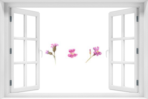 Fototapeta Naklejka Na Ścianę Okno 3D - Watercolor illustration of lilac geranium flowers isolated on white background