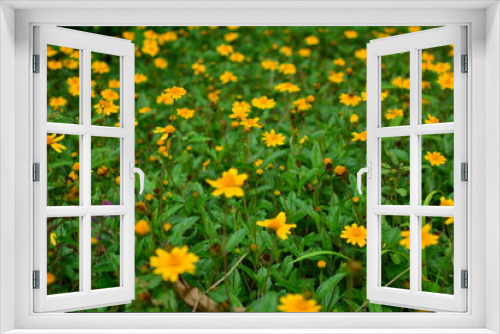 Fototapeta Naklejka Na Ścianę Okno 3D - Campo de flores