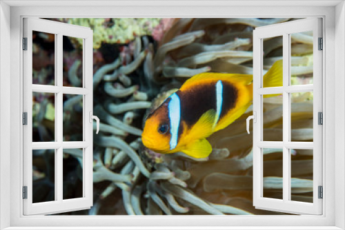 Fototapeta Naklejka Na Ścianę Okno 3D - Red Sea Clownfish in Anemone