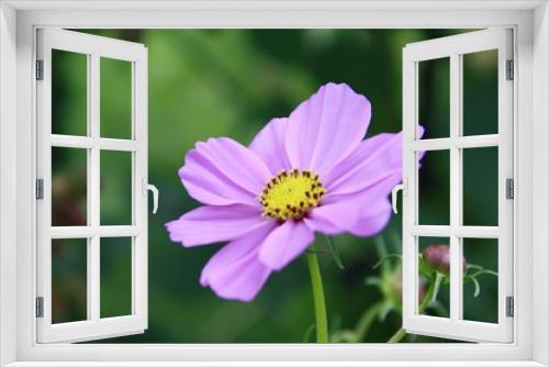 Fototapeta Naklejka Na Ścianę Okno 3D - rosa blüte im sommer
