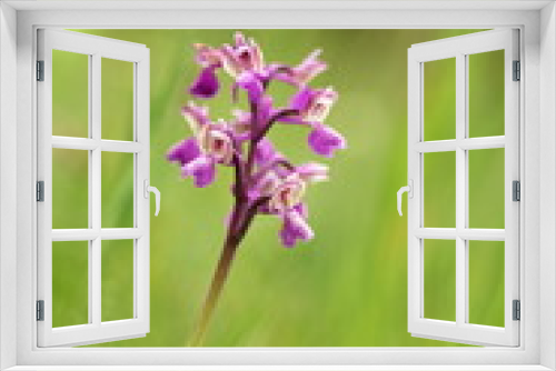 Fototapeta Naklejka Na Ścianę Okno 3D - Orchidaceae. The wild nature of the Czech Republic. A rare plant of wild nature. Plant in the grass. Beautiful picture. Spring nature.