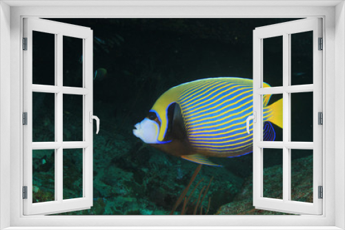 Fototapeta Naklejka Na Ścianę Okno 3D - Underwater coral reef and fish in ocean