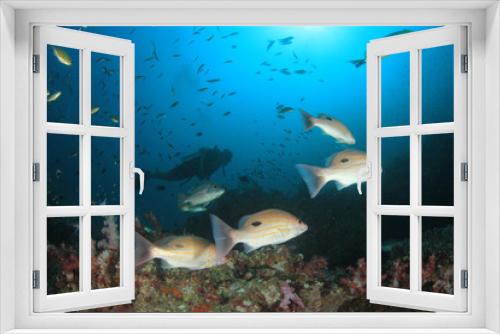 Fototapeta Naklejka Na Ścianę Okno 3D - Scuba dive. Diving in ocean. Scuba divers explore coral reef