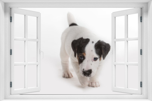 Fototapeta Naklejka Na Ścianę Okno 3D - A Jack Russell puppy isolated on a white background.