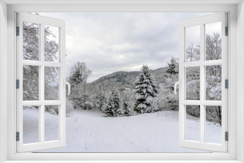 Fototapeta Naklejka Na Ścianę Okno 3D - Mosellan forest of pine trees, Christmas trees covered by a white and freshly fallen during the winter season, France