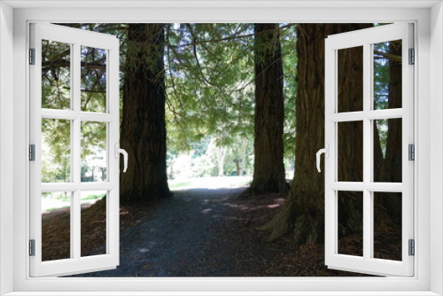 Fototapeta Naklejka Na Ścianę Okno 3D - Redwood Grove with Path