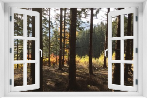 Fototapeta Naklejka Na Ścianę Okno 3D - czech forest
