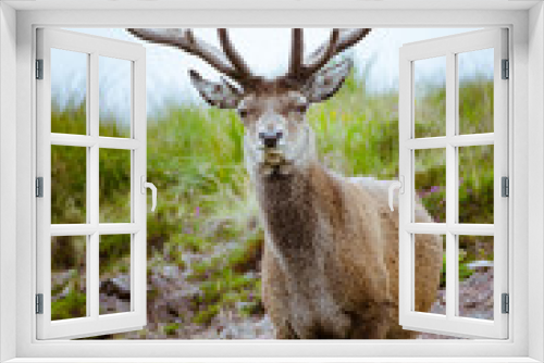 Fototapeta Naklejka Na Ścianę Okno 3D - Cervo in Scozia
