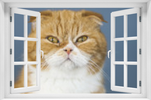 Fototapeta Naklejka Na Ścianę Okno 3D - Scottish Fold Cats