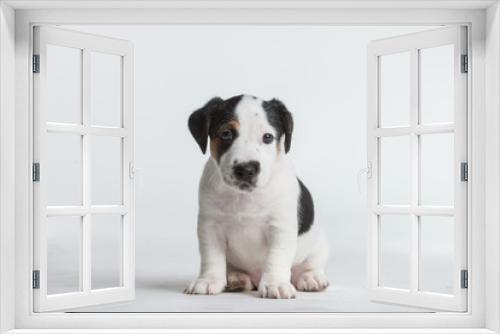Fototapeta Naklejka Na Ścianę Okno 3D -  Cute Jack Russell Terrier Puppy isolated on a white white background