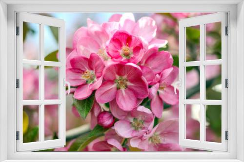 Fototapeta Naklejka Na Ścianę Okno 3D - Apple blossom bright pink flowers