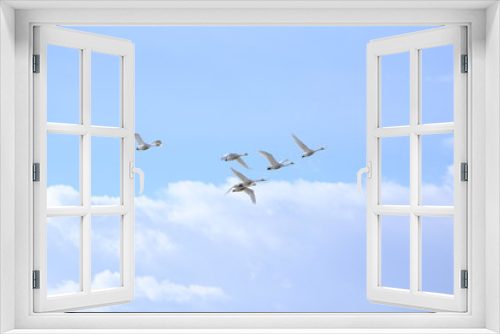 Fototapeta Naklejka Na Ścianę Okno 3D - 群れで飛ぶ白鳥　Swans flying in flocks	