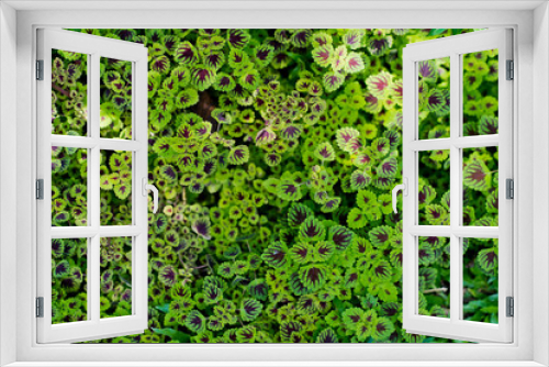 Fototapeta Naklejka Na Ścianę Okno 3D - Green leaves natural background  wallpaper  . leaf texture. green leaves wall background